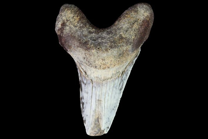 Bargain Cretaceous Cretoxyrhina Shark Tooth - Kansas #71746